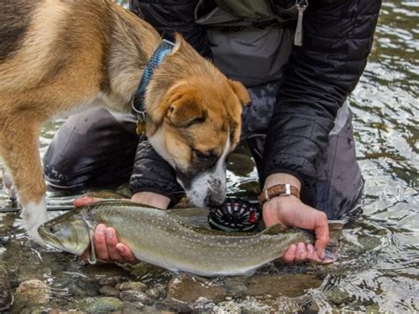 dog fishing|Tips for Fishing With Your Dog .